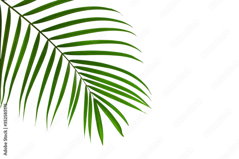 Obraz premium leaves of coconut or palm isolated on white background with clipping path for design elements, tropical leaf, summer background