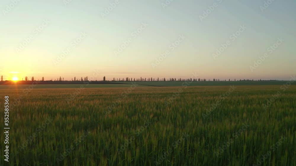 Beautiful view of wheat field at sunrise. Drone video recording Beautiful view of wheat field at sunrise. Drone video recording