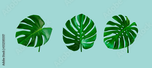 top view of tropical monstera leaf on blue color background. minimal summer concept. flat lay