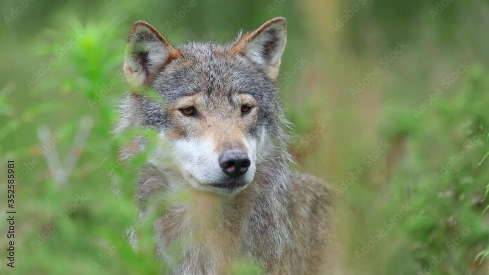 wolf animal portrait close view head ears nose watching alerted wolf animal portrait close view head ears nose watching alerted