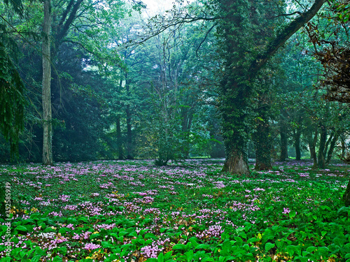 Fototapeta Naklejka Na Ścianę i Meble -  Carpet of Autumn Cyclamen in a Woodland garden and Arboretum