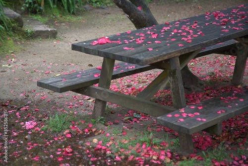 bench in the garden