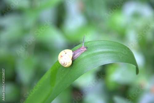 snail on a leaf