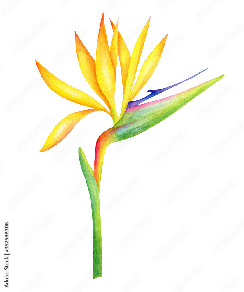 Watercolor Strelitzia flower botanical illustration. Hand painted Bird of Paradise plant isolated on white background. Bright crane flower with yellow petals for cards, decoration. Watercolor Strelitzia flower botanical illustration. Hand painted Bird of Paradise plant isolated on white background. Bright crane flower with yellow petals for cards, decoration.