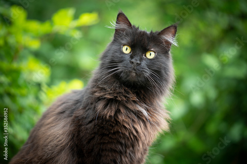 portrait of a fluffy black longhair cat outdoors in nature with green foliage in the background