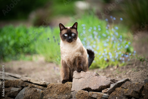 Carta da parati siamese cat outdoors in the garden