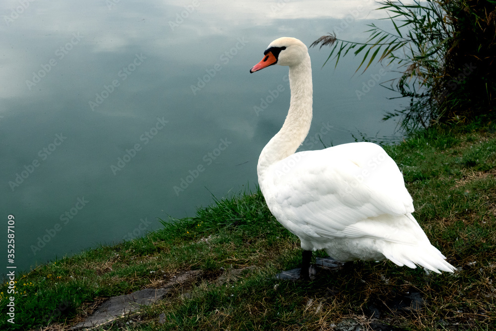 White Swan in a calm state on the shore White Swan in a calm state on the shore