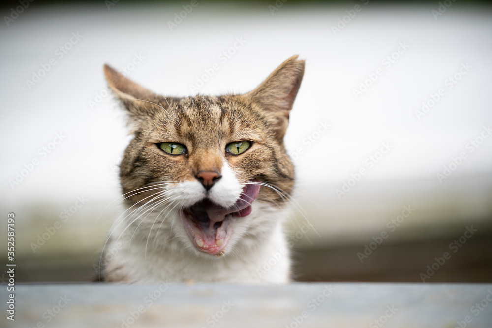 funny portrait of a hungry tabby white cat with ear notch sticking out tongue licking lips funny portrait of a hungry tabby white cat with ear notch sticking out tongue licking lips