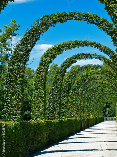 A view of the impressive clipped Hornbeam Arch in Renaissance Garden