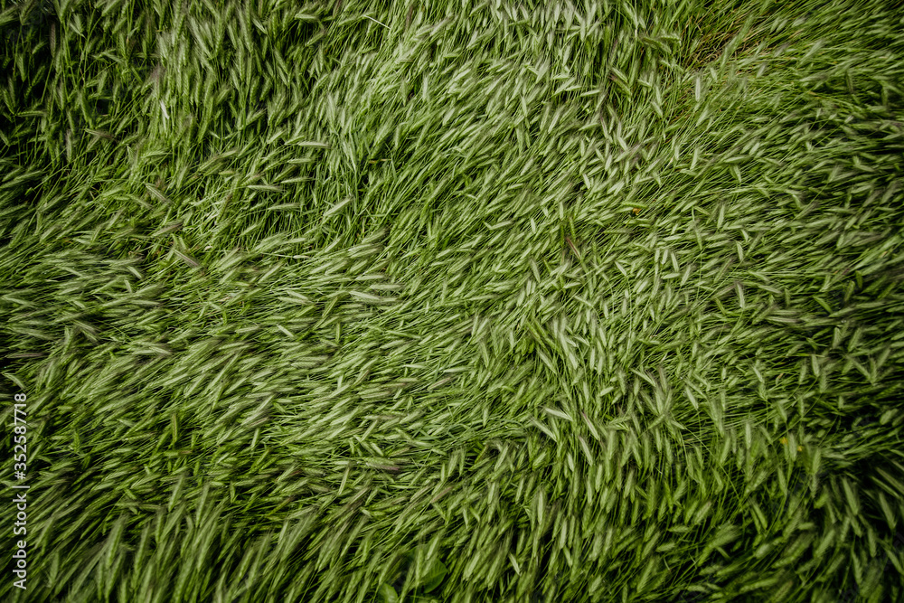 green grass background texture green grass background texture
