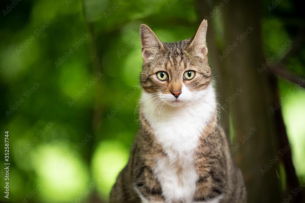 portrait of a tabby white cat with ear notch outdoors in the forest with copy space