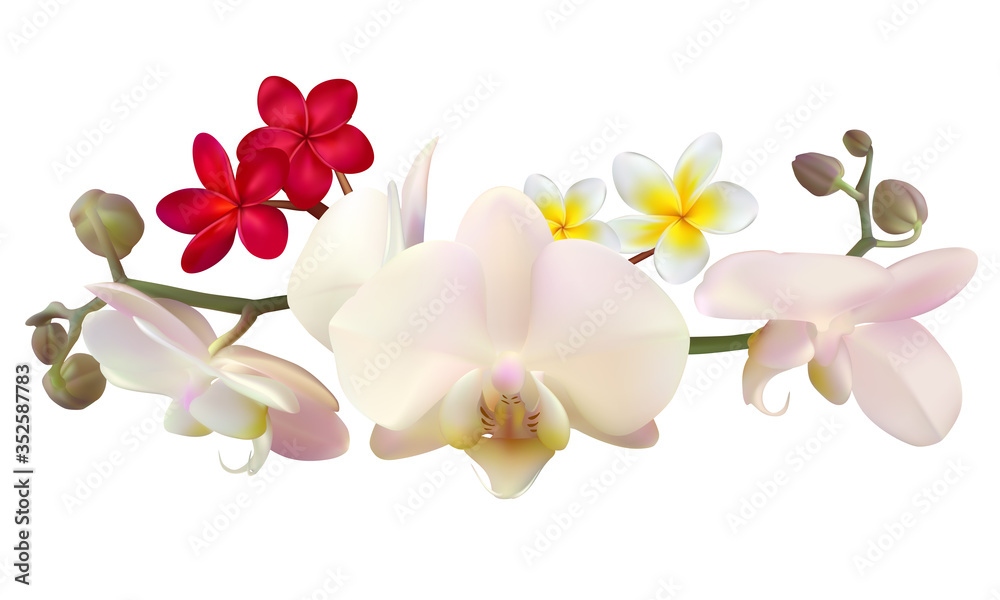 Naklejka premium Tropical flower. Orchids. Phalaenopsis. The buds. Petals. White background. Isolated. Pink. Plumeria. Frangipani. Red. Yellow.