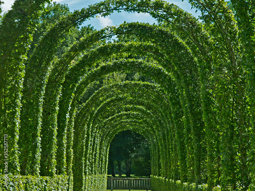 Φωτογραφία A view of the impressive clipped Hornbeam Arch in Renaissance Garden