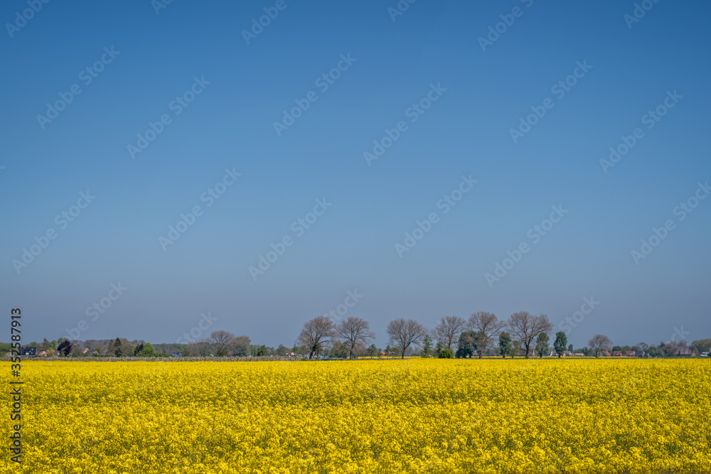 gelb lühendes Rapsfeld bei blauem Schönwetterhimmel gelb lühendes Rapsfeld bei blauem Schönwetterhimmel