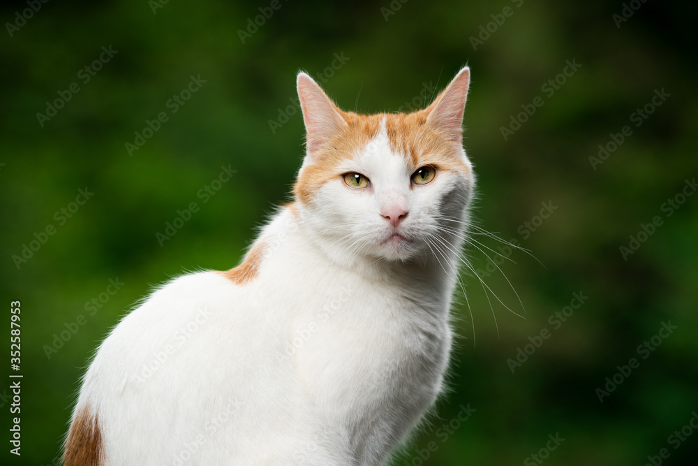 ginger white cat portrait outdoors in nature ginger white cat portrait outdoors in nature