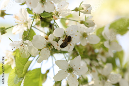 Bee picking pollen from cherry tree flower. Spring background of the white cherry blossoms, closeup view