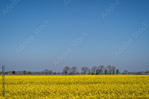 Fototapeta Naklejka Na Ścianę i Meble -  gelb lühendes Rapsfeld bei blauem Schönwetterhimmel