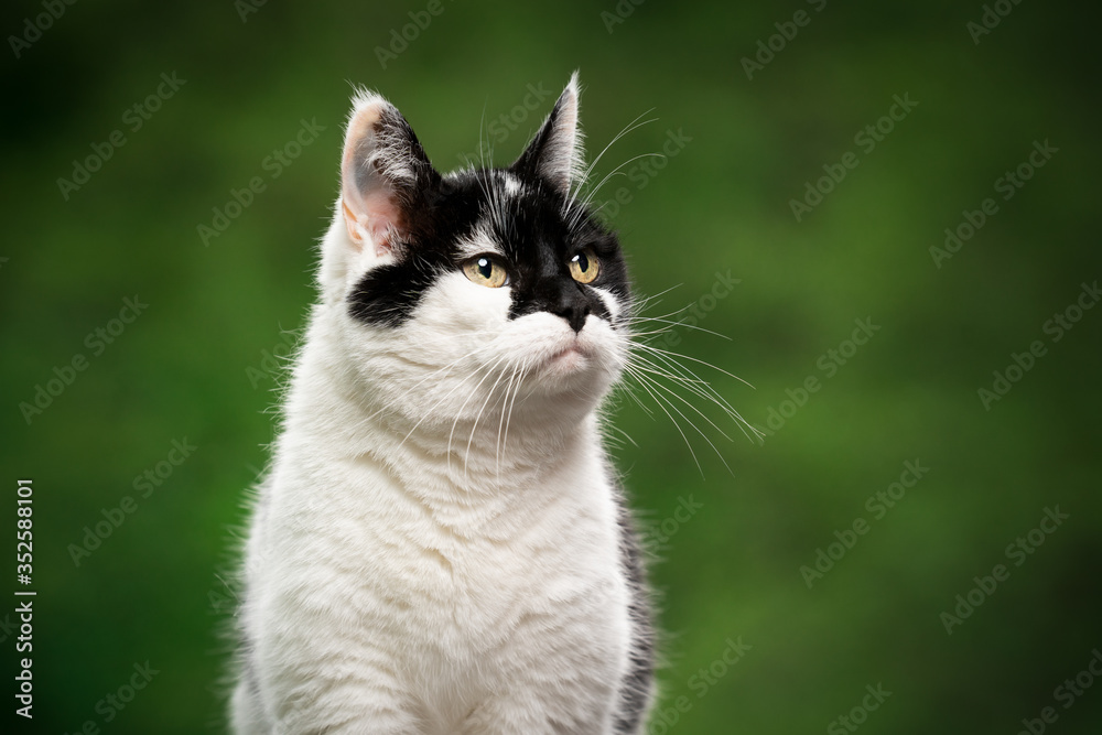 portrait of a black and white cat with beautiful pattern on face outdoors in green nature looking to the upper side with copy space