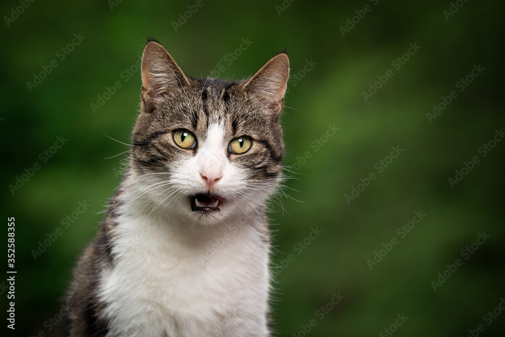 portrait of a beautiful tabby white cat outdoors in green nature looking at camera meowing with open mouth