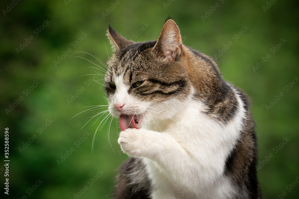 tabby white cat outdoors in green natural environment licking paw cleaning fur tabby white cat outdoors in green natural environment licking paw cleaning fur