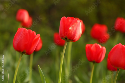 Landscape with red tulips field in daylight. Spring flowers, macro photography, selective focus