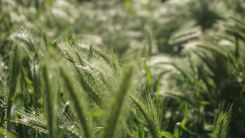 green lush field of bright spikelets, selective focus image green lush field of bright spikelets, selective focus image