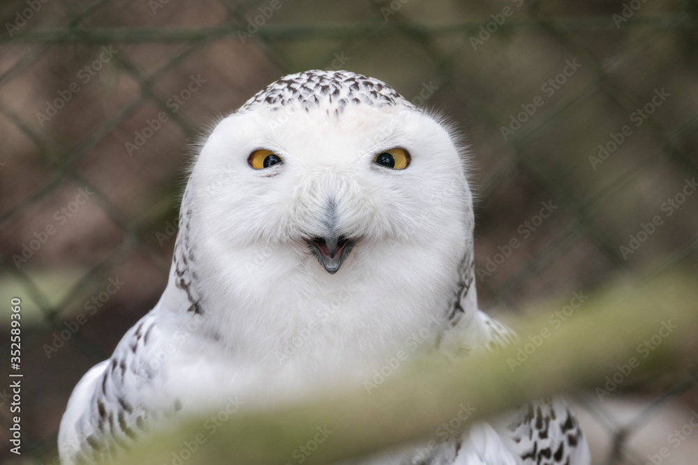Fototapeta premium snowy owl portrait