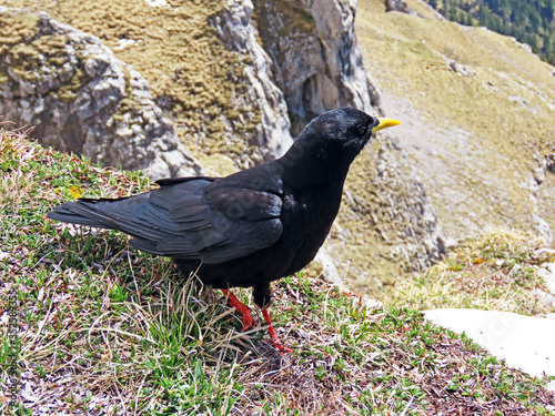 The Alpine chough (Pyrrhocorax graculus), Yellow-billed chough, Die Alpendohle or Zutokljuna galica - Switzerland (Schweiz) photo