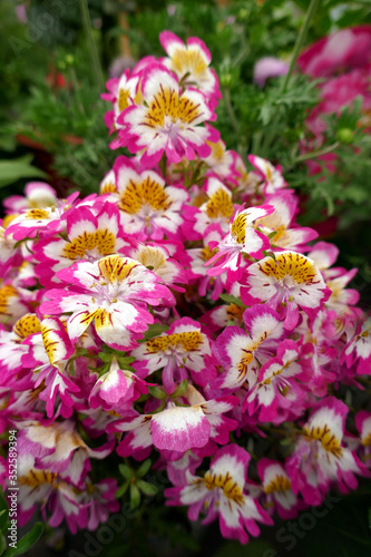 Schizanthus, bauernorchidee photo