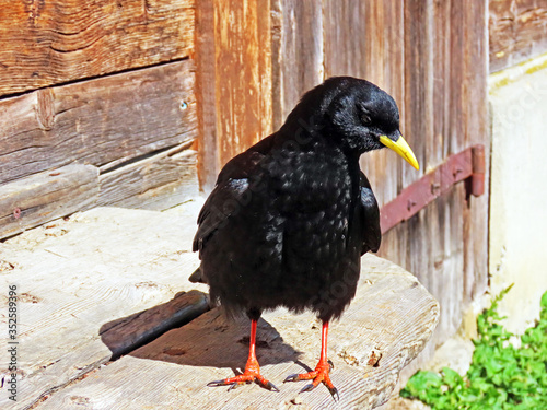 The Alpine chough (Pyrrhocorax graculus), Yellow-billed chough, Die Alpendohle or Zutokljuna galica - Switzerland (Schweiz) photo