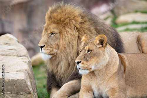 Lion and lioness in the savana