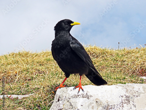 The Alpine chough (Pyrrhocorax graculus), Yellow-billed chough, Die Alpendohle or Zutokljuna galica - Switzerland (Schweiz) photo