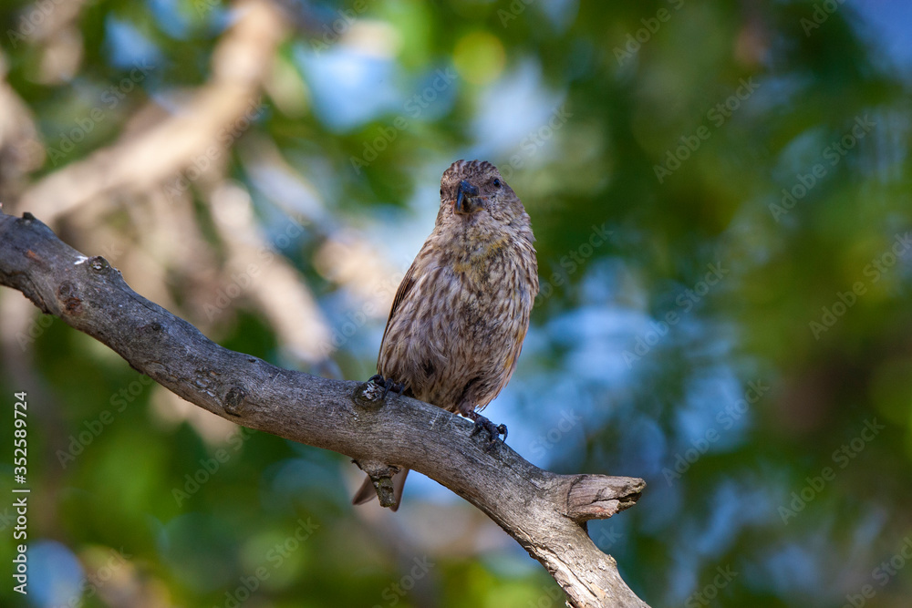Red Crossbill, (Loxia curvirostra) bird in the natural habitat. Red Crossbill, (Loxia curvirostra) bird in the natural habitat.
