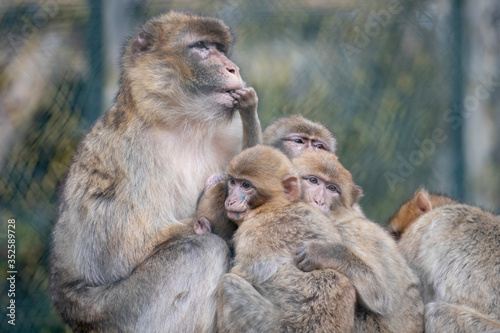 mother and baby macaque © bgspix