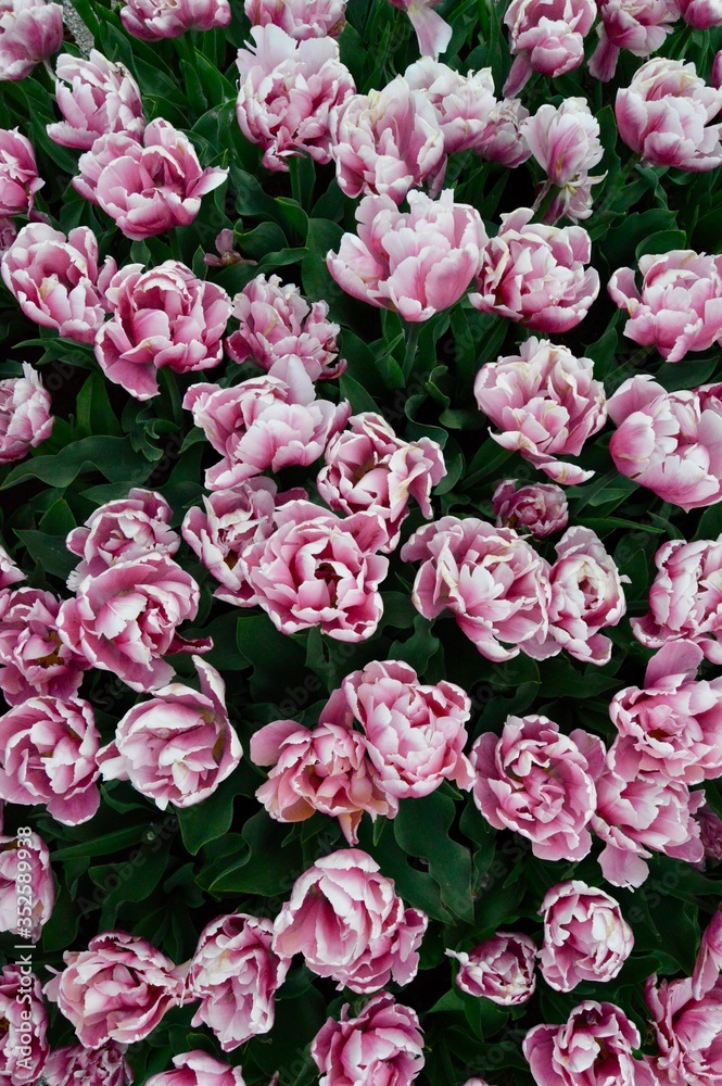 Obraz premium Flowers from Sweden 