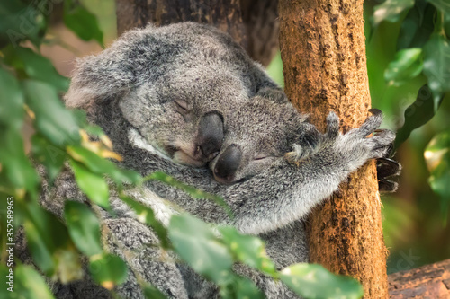 Koala mom and baby sleeping © bgspix