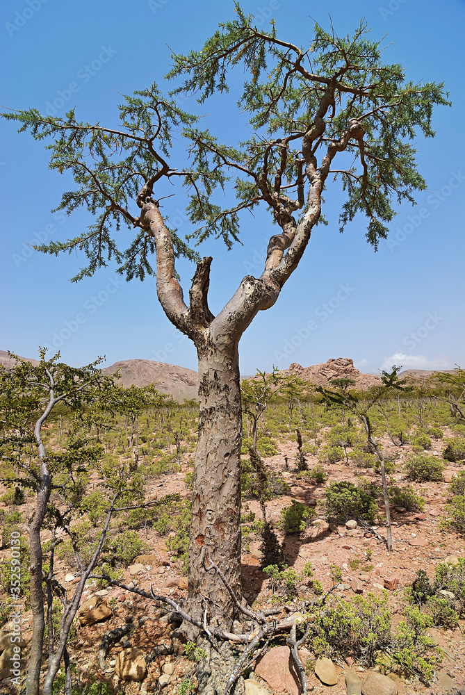 Socotra Island, Yemen. Frankincense Tree Socotra Island, Yemen. Frankincense Tree