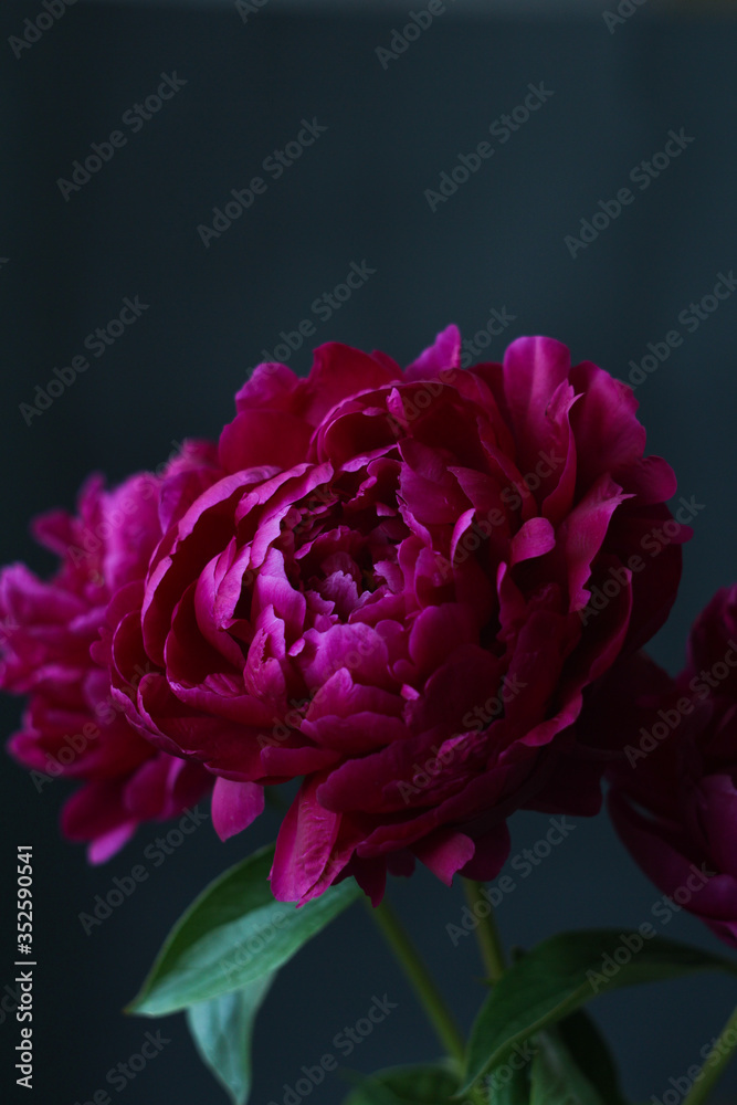 single burgundy peony single burgundy peony