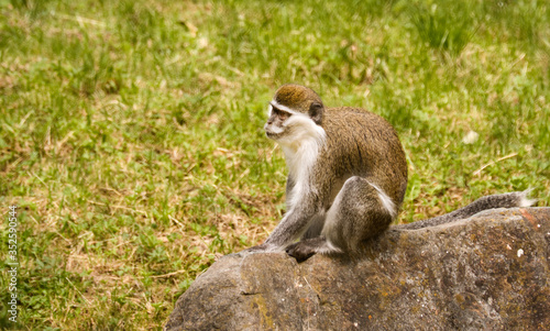 tier, wild, wild lebende tiere, säugetier, natur, baby, makak, mama, hübsch, 