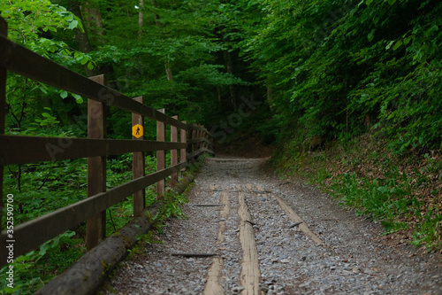 Walking trail in the forest