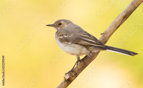 White wagtail, Motacilla alba. A young bird sits on a branch in the early morning