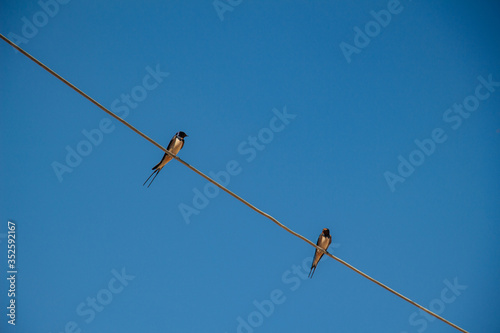 Zwei Rauchschwalben sitzen auf einer Stromleitung