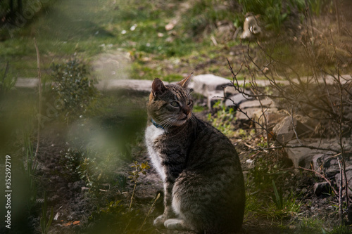 cat on the rock © Darii