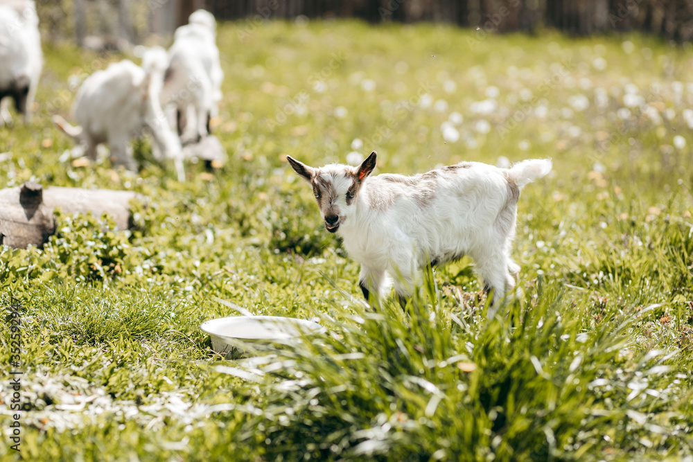 Obraz premium Beautiful summer landscape with a goat 