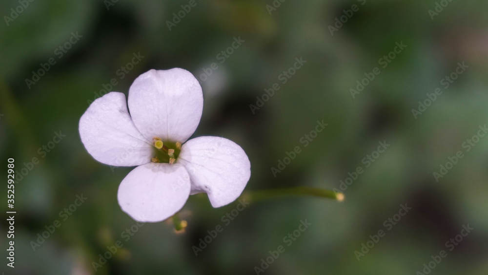 small delicate white flower growing in the garden small delicate white flower growing in the garden