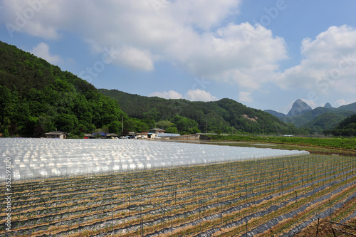 The Rural Landscape of Farming Area in Jinan-gun, South Korea and Maisan Mountain. photo