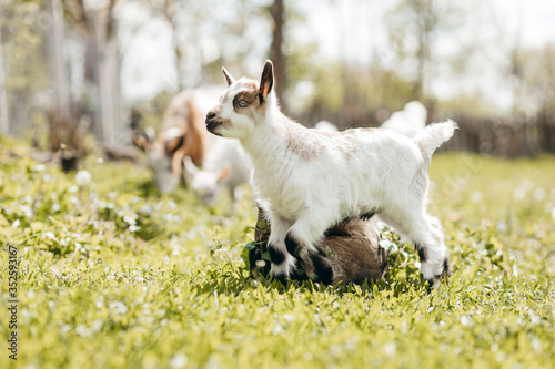 Beautiful summer landscape with a goat 