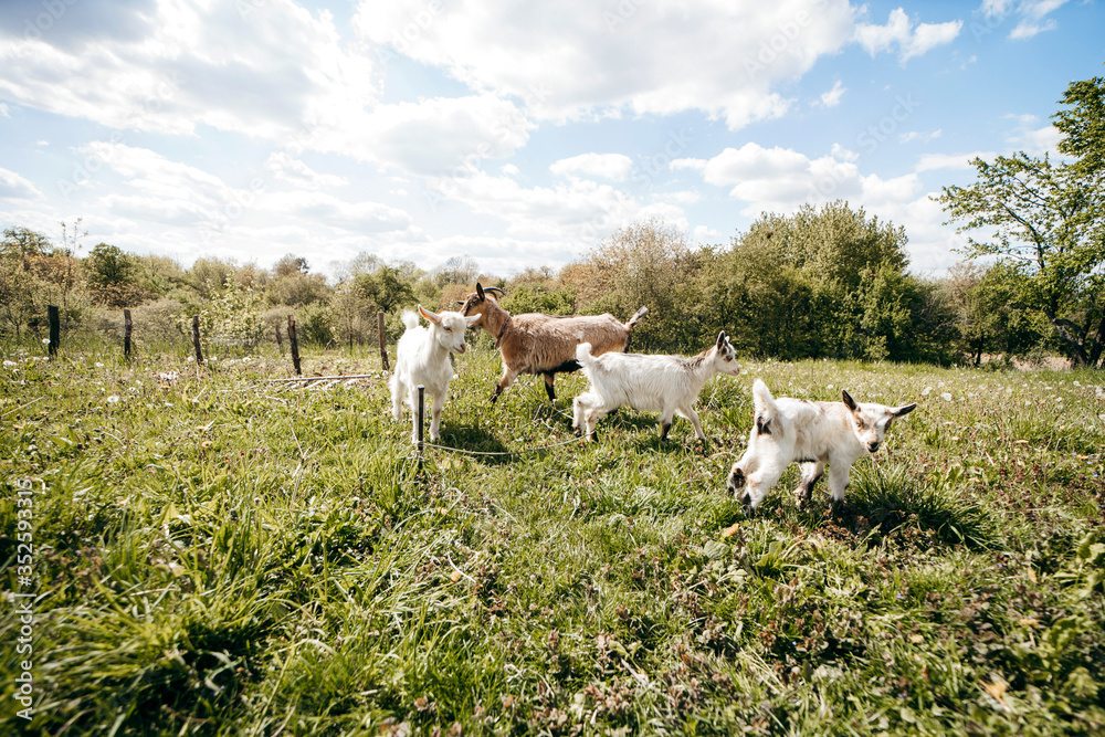 Fototapeta premium Beautiful summer landscape with a goat 