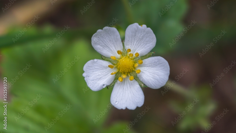 strawberry flower growing in the forest, spring strawberry flower growing in the forest, spring