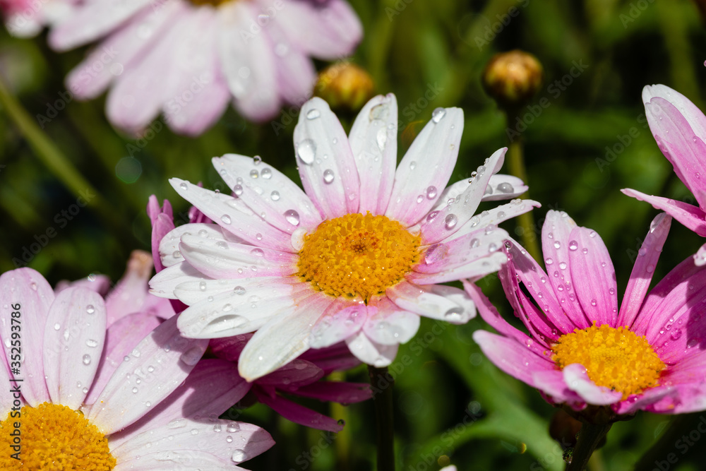 Obraz premium Magerite